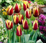 ТЮЛЬПАН ГАВОТА/GAVOTA 12/14, DARIT 5 ШТ/УП