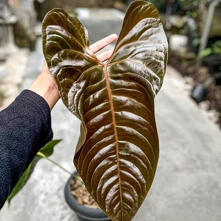 Антуриум BLACK VEITCHII s.L