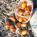 Счетный материал 12 желудей в льняном мешочке, Леснушки