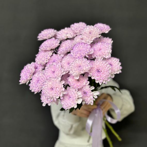 Сиреневые хризантемы