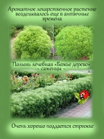 Полынь Божье дерево лечебная