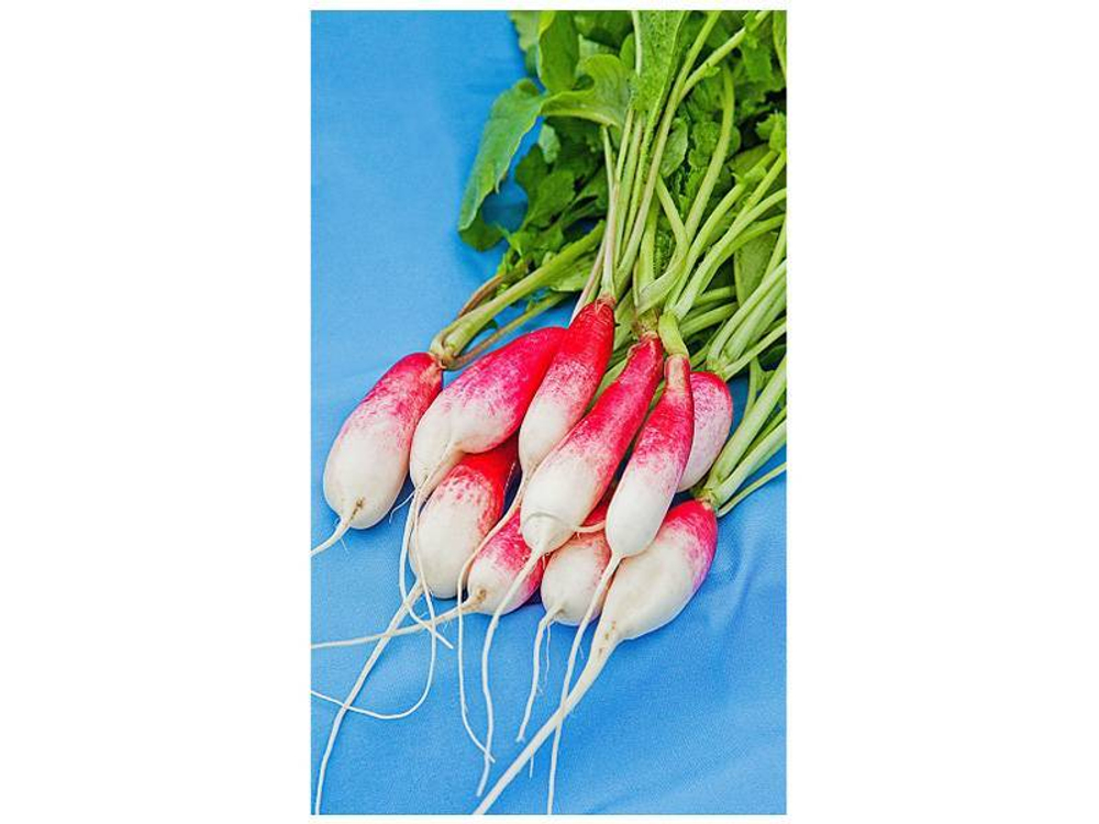 РЕДИС Французский завтрак раннеспелый (3г) Цв.пак (10шт)