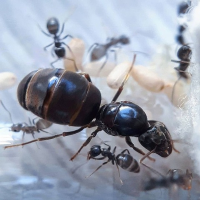 Муравей Lasius niger (Чёрный садовый муравей)