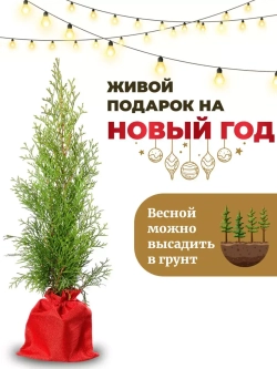 Туя западная Смарагд Новогодняя 30-40 см