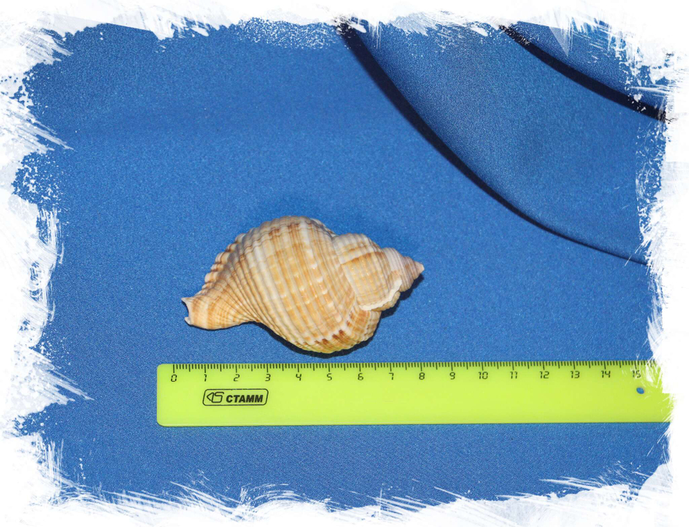 Ракушка Ranularia (Lagena) rostratus купить