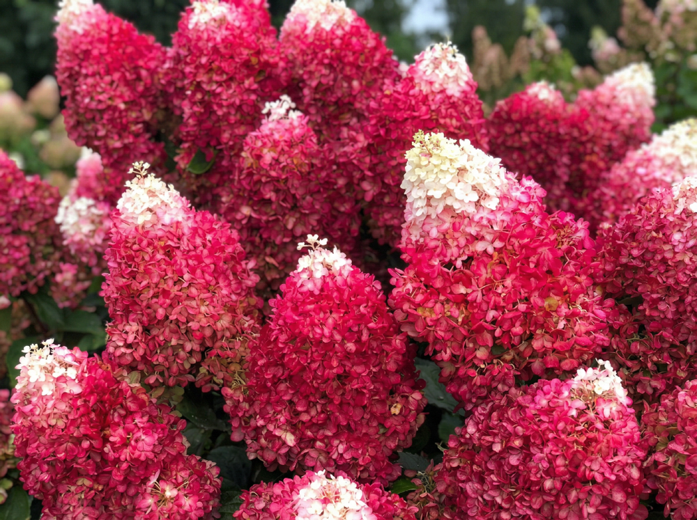 Гортензия метельчатая «Пинки Промис» (Pinky Promise)