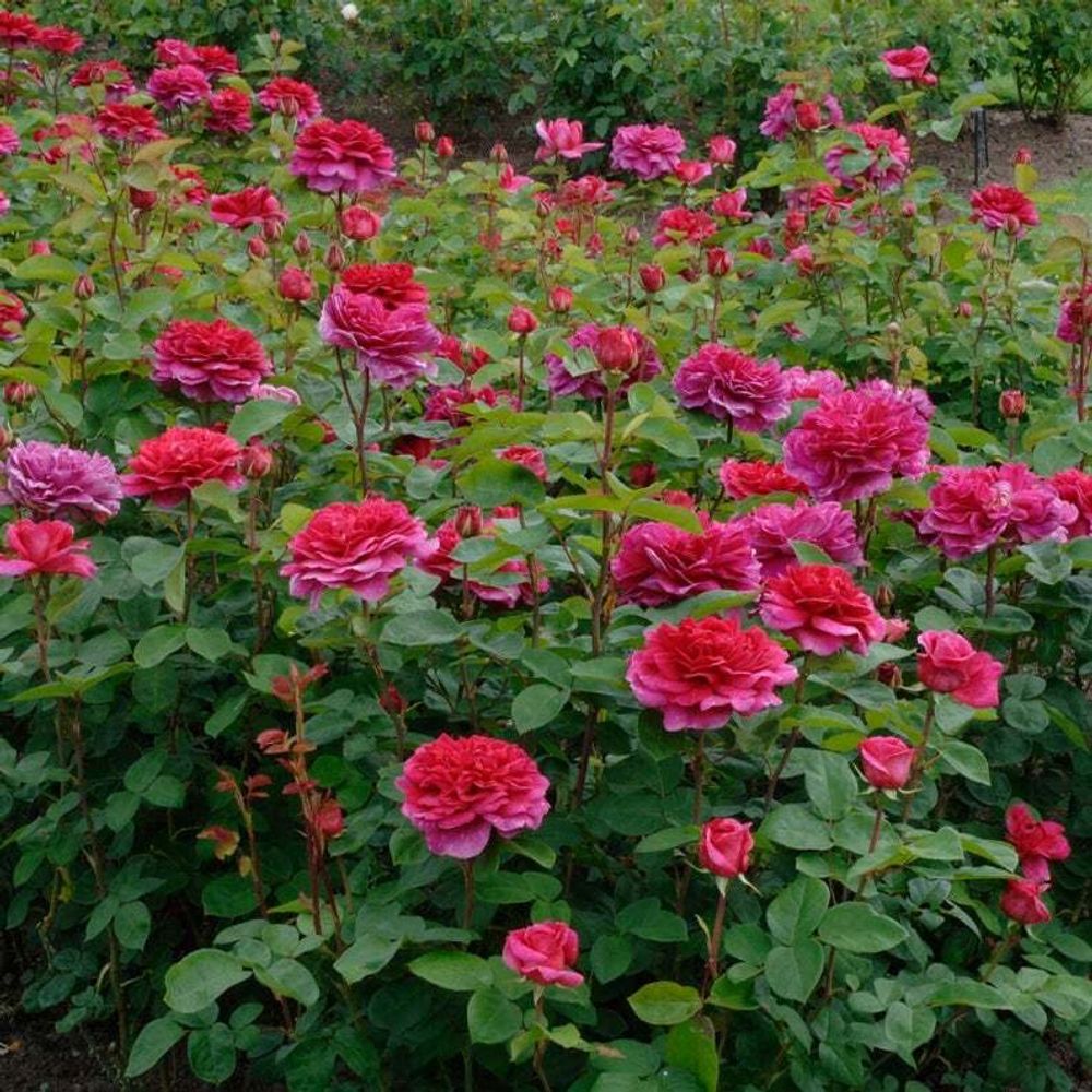 Ноубл Антони (Noble Antony)