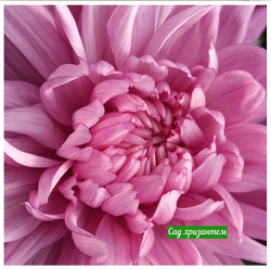 Хризантема одноголовая Resume ☘ о.55 (нет в наличии)