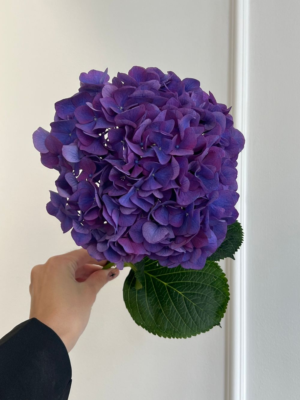 Гортензия в фиолетовом оттенке