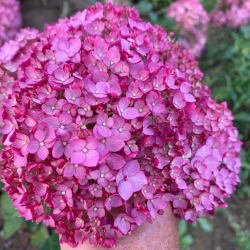 Гортензия древовидная Кандибел Вайнегам (23 ветки) Закупка М59 апрель 2026