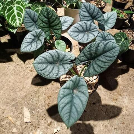 Алоказия SILVER STREAK (А.DRAGON SILVER х A.REGINAE)