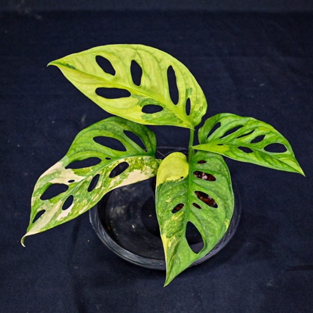 Монстера ADANSONII AUREA VAR