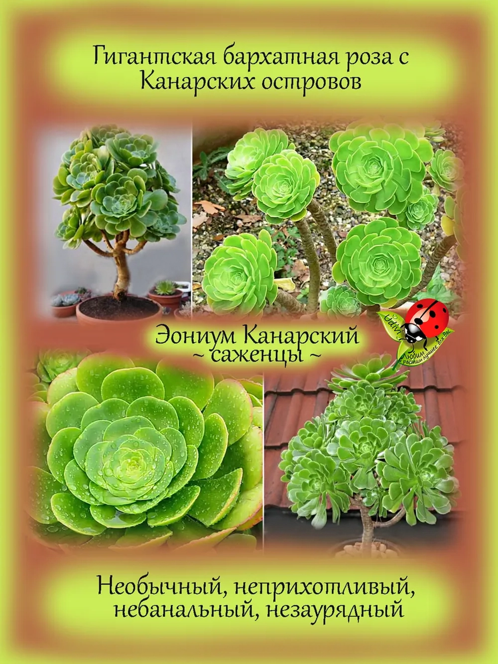 Эониум Канарский суккулент