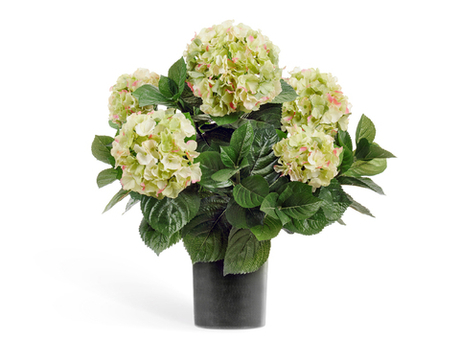 Гортензия куст большой кремово-зелёный в горшке