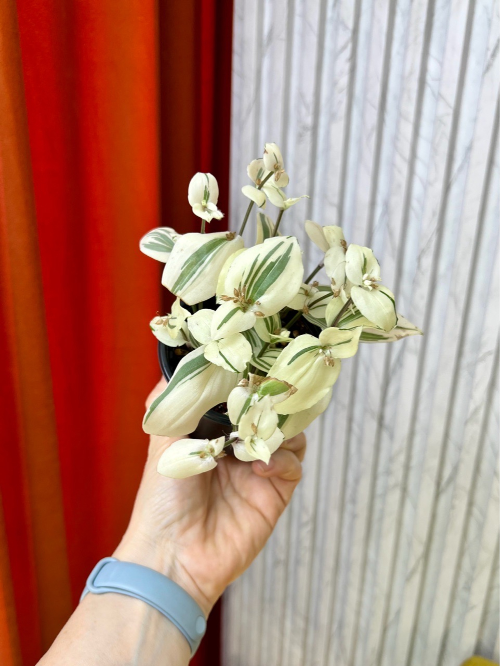 Традесканция Альбовитата, D9см Н15см, 1шт, Urban Jungle