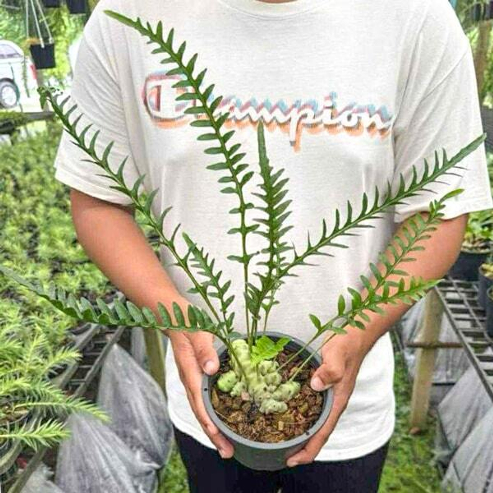 Леканоптерис L.LUZONNENSES