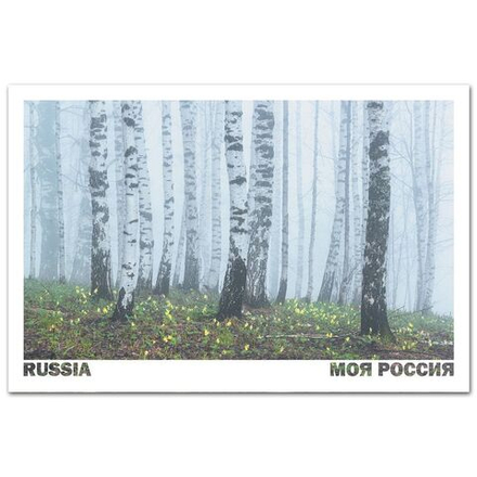 Берёзы в тумане на горе Елтош, Алтайский край