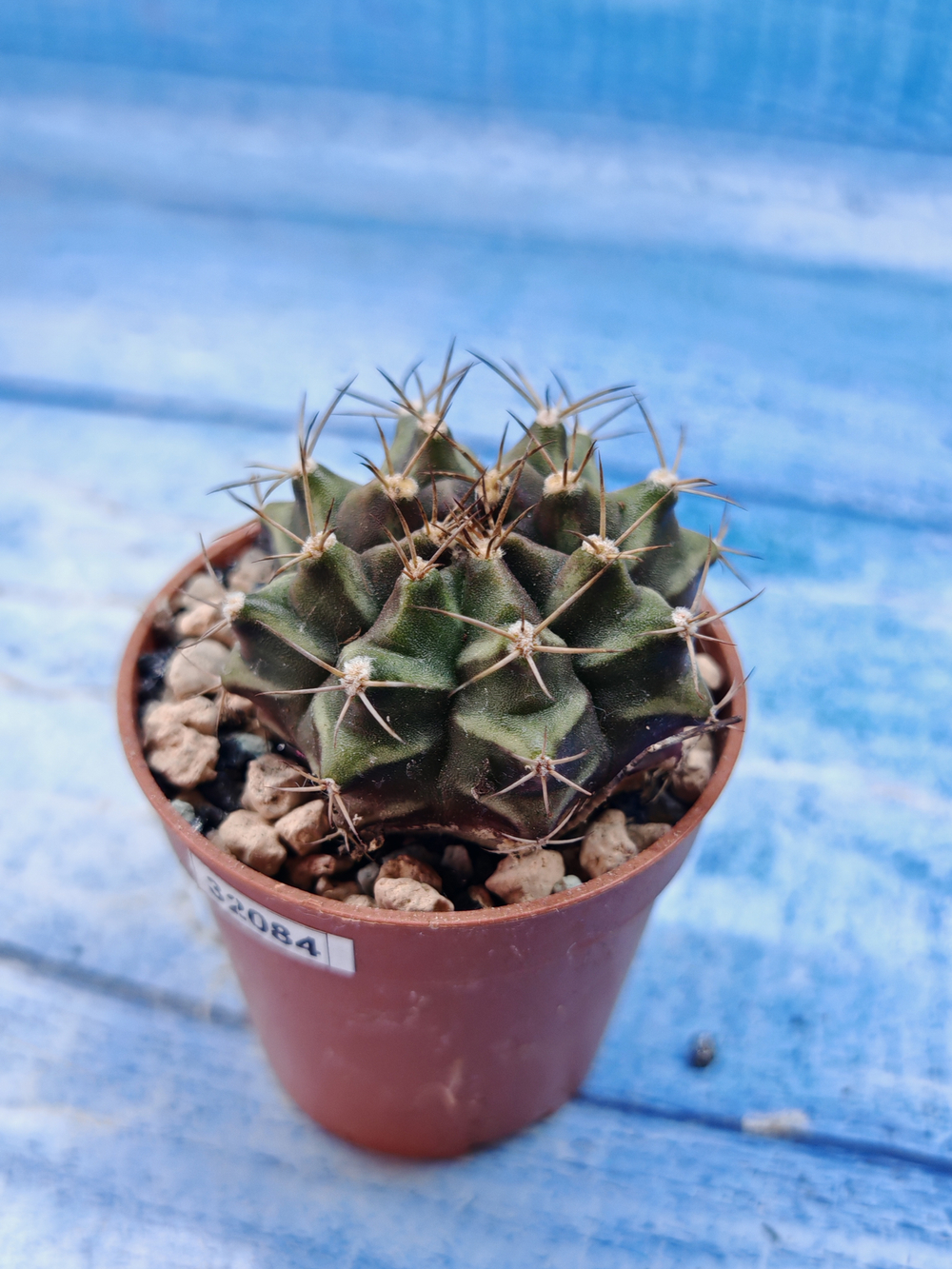 Gymnocalycium Friedrichii (Гимнокалициум)