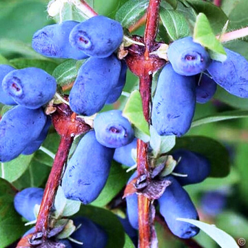 Жимолость Морена