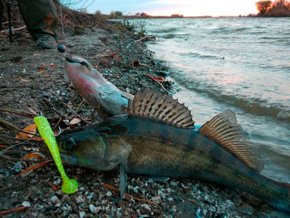 Виброхвосты съедобные LJ Pro Series LONG JOHN 4.2in (10,7 см), цв. T18, 6 шт.