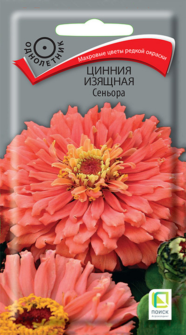 Цинния изящная Сеньора