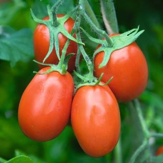 Томат Торквей F1 1000 (семян)