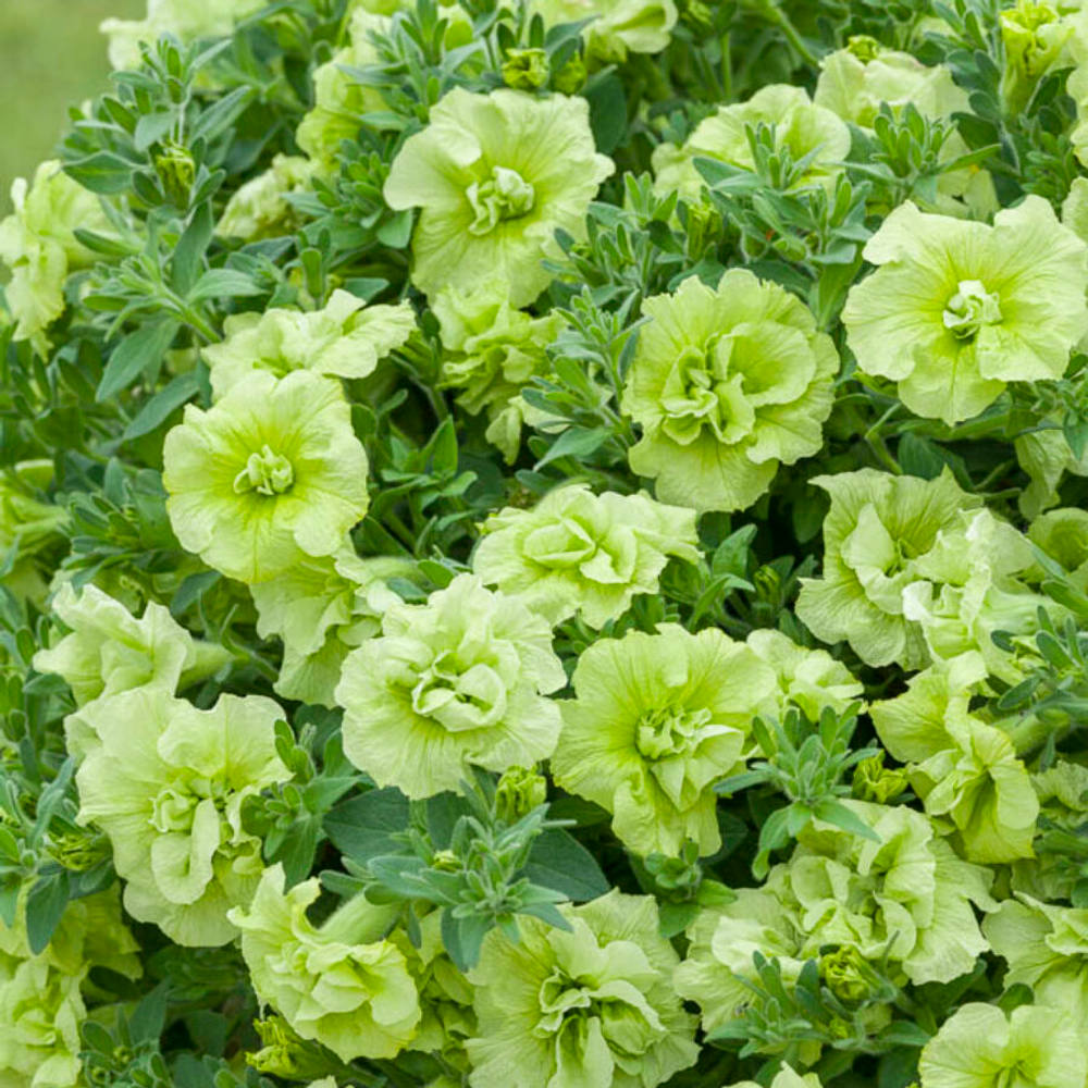 Новинка 2026 ЕВРО Petunia TUMBELINA COMPACT Chartreuse неукор черенок ноябрь 2025