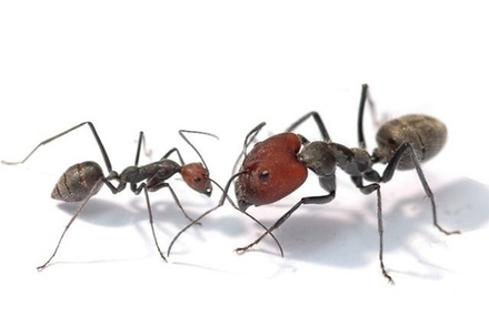 Camponotus singularis