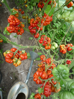 Помидоры Reisetomate