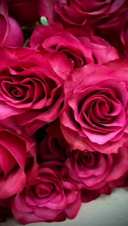 11 шт. Lola в ленте