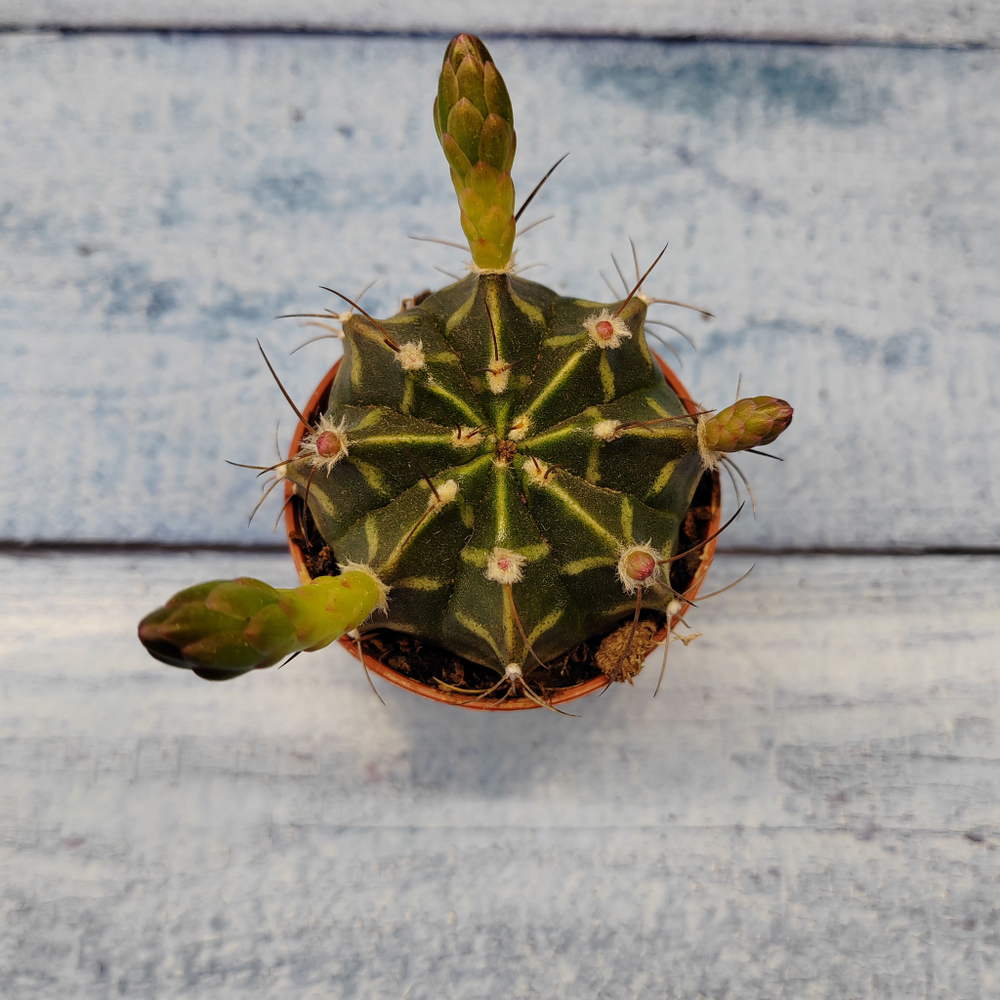 Gymnocalycium Friedrichii (Гимнокалициум)