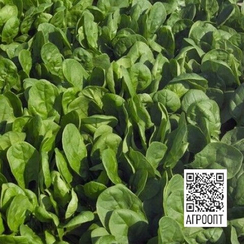 Пума F1 семена шпината (Rijk Zwaan / Райк Цваан)