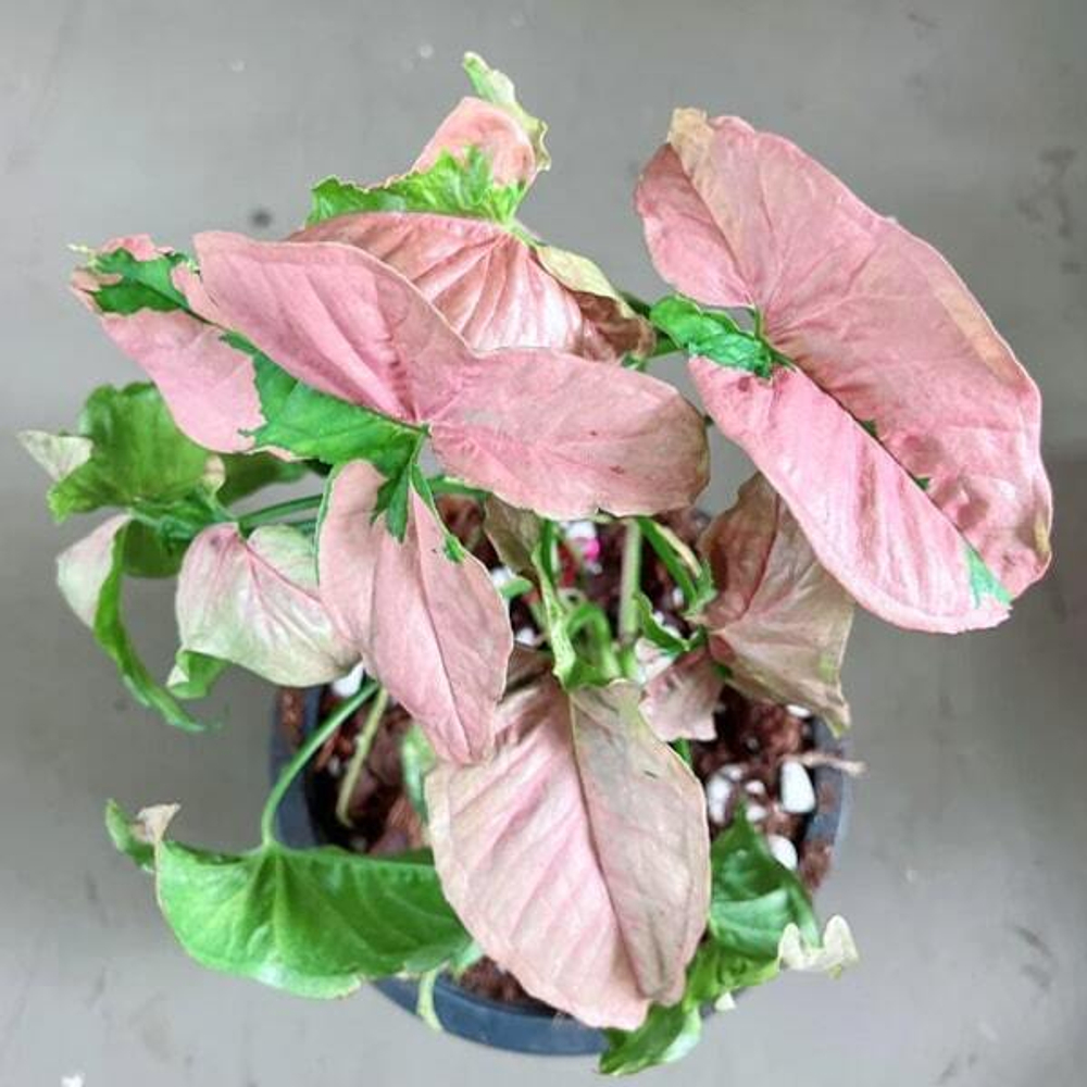 Сингониум PINK LAVA