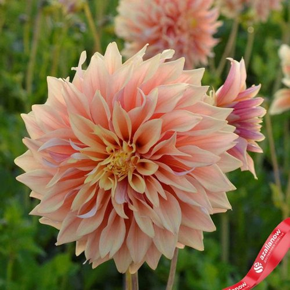 Георгин Tyrell (корень) Закупка М55 апрель 2026