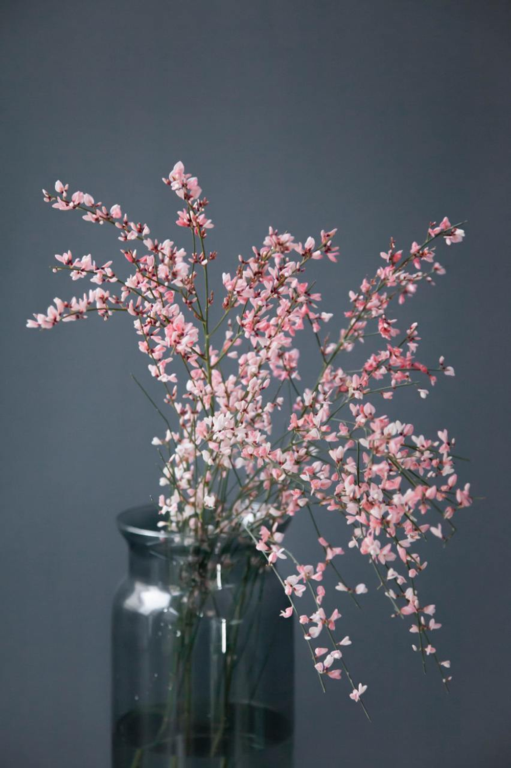 Монобукет Гениста Pink