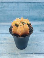 Gymnocalycium Variegata (Гимнокалициум Вариегатный)