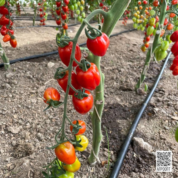 Редетто F1 семена томата индетерминантного (Rijk Zwaan / Райк Цваан) культура – фото 6