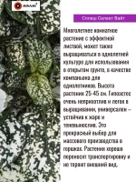 Гипоэстес сплеш Селект набор