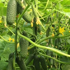 МАДЕЙРА F1 семена огурца (Seminis | Alexagro)