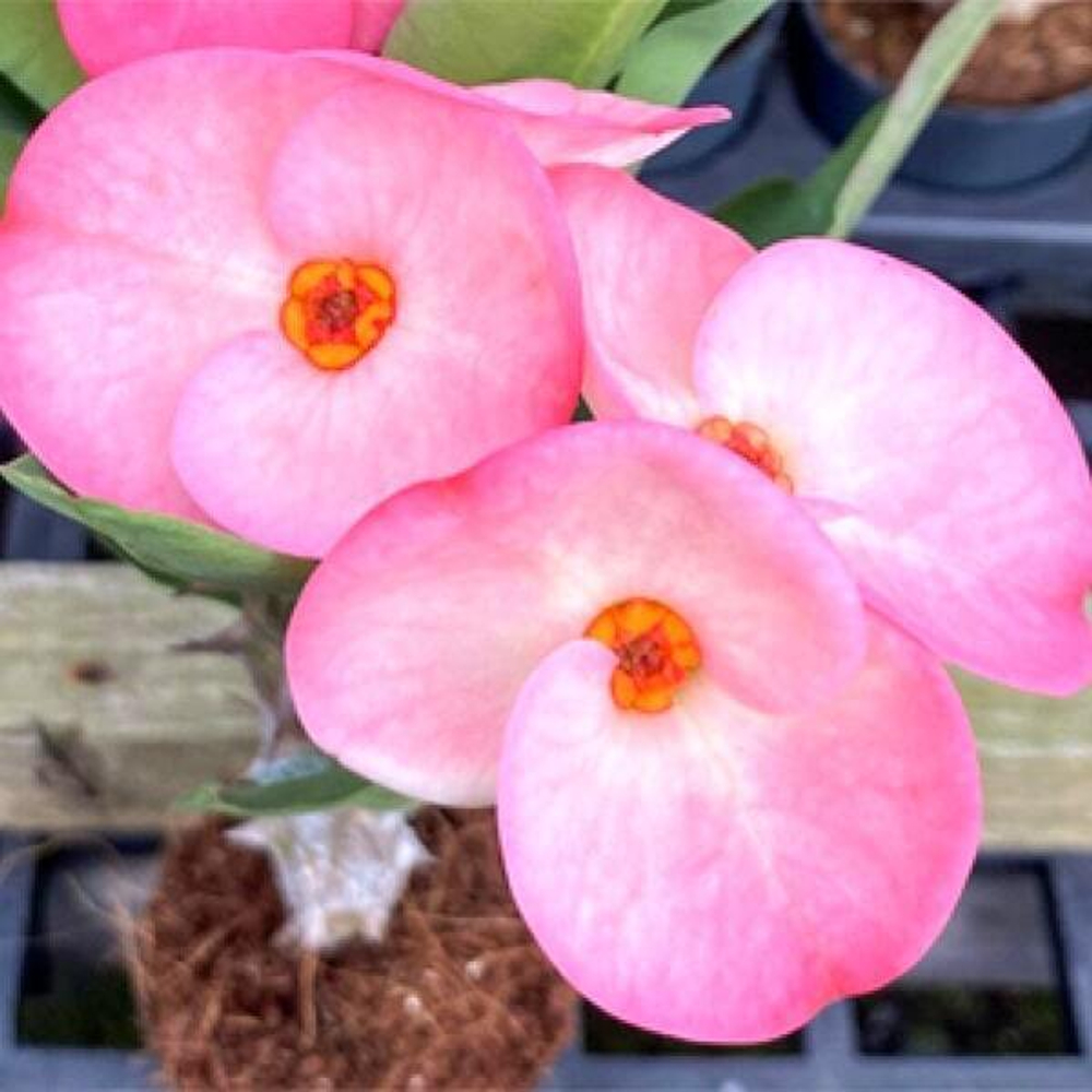 Эуфорбия Миля CHOMPHU SIAM