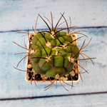 Gymnocalycium Saglionis (Гимнокалициум Сальо)