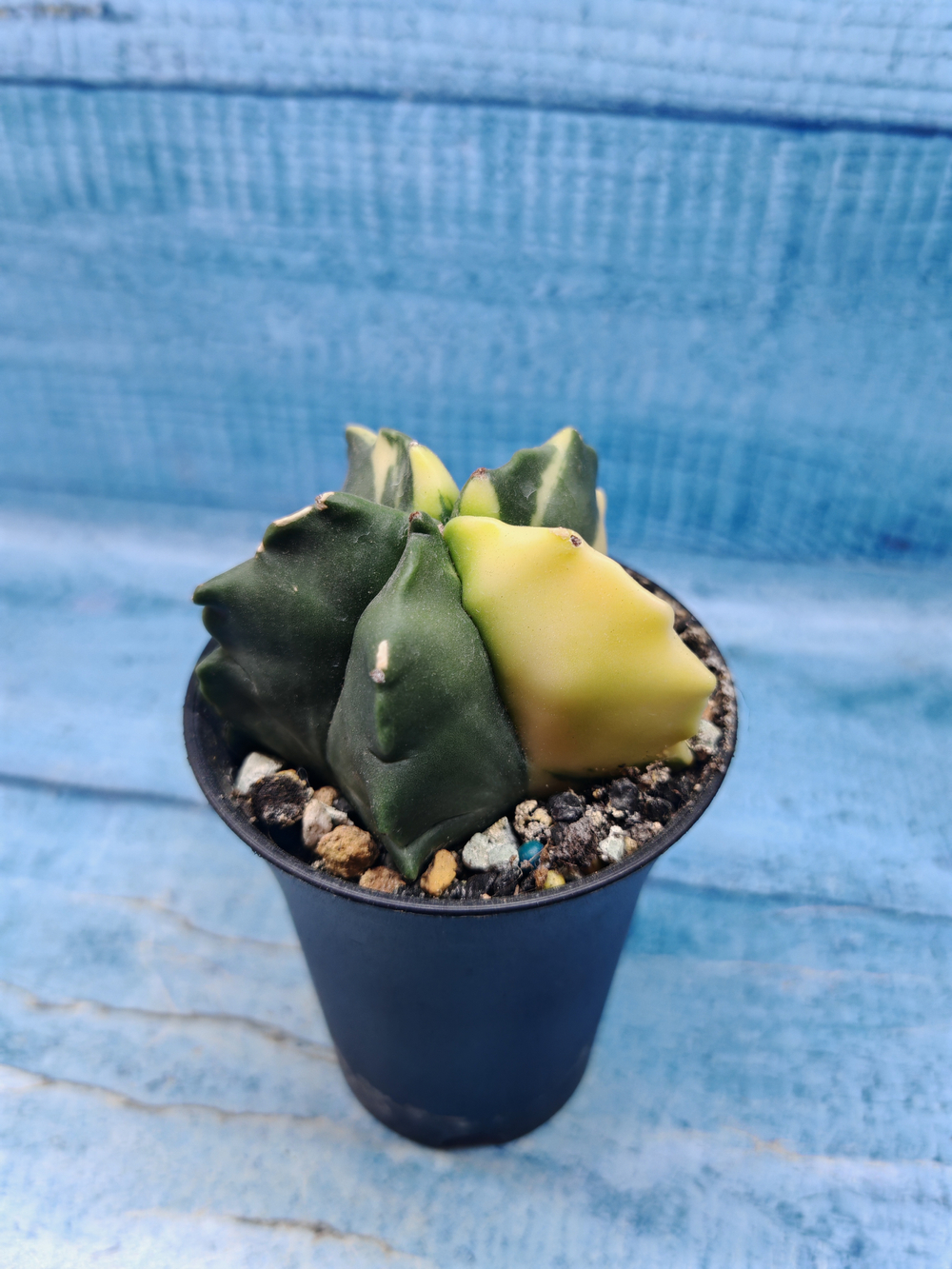 Astrophytum Myriostigma variagate (Астрофитум вариегатный)