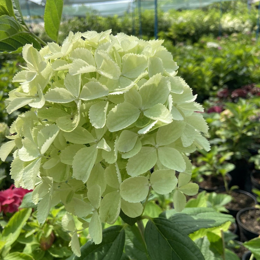 Гортензия метельчатая Гарденлайт Вайтлайт (3/4 ветки) Закупка М59 апрель 2026