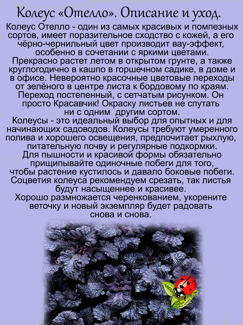 Колеус Отелло