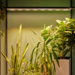 ULT-P71B-100W-SPFB-L105 WHITE WINTERGARDEN Светильник светодиодный накладной. Спектр для фотосинтеза. Корпус белый. Угол 60 градусов. ТМ Uniel