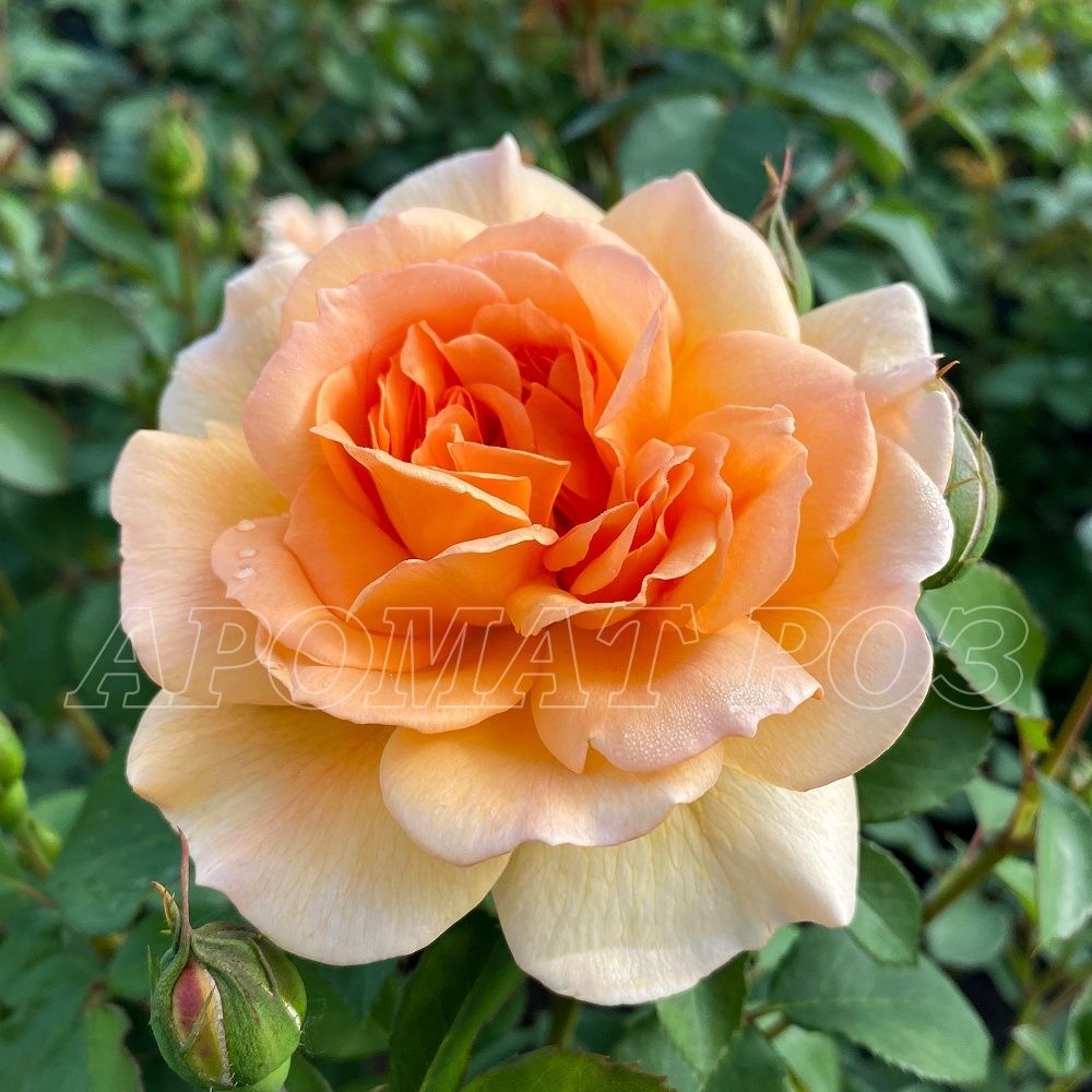 Дама Джуди Денч (Dame Judi Dench)