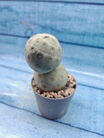 Tephrocactus Geometricus (Тефрокактус)
