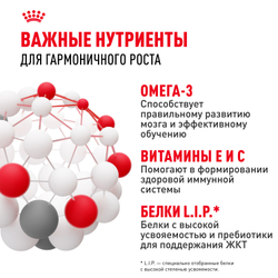 Royal Canin Mini Puppy Корм сухой для щенков мелких пород в возрасте до 10 месяцев - 2 кг