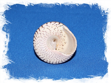 Трохус Макулатус, 3-5см, 1шт