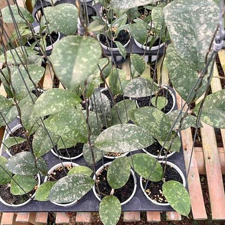 Хойя SP KALBAR HIGH SPLASH